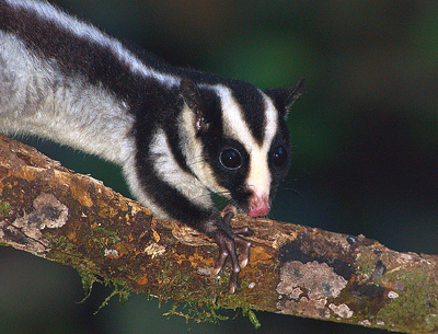 Daintree Striped Possum